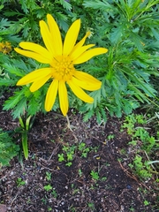 Euryops chrysanthemoides image