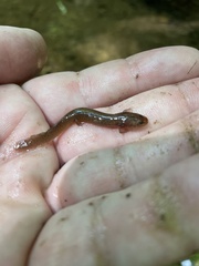 Pseudotriton ruber