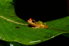 Pristimantis eremitus