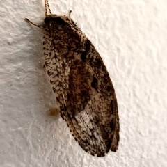 Wesmaelius subnebulosus