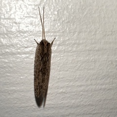 Wesmaelius subnebulosus