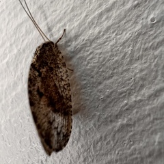 Wesmaelius subnebulosus