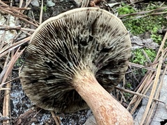 Phylloporopsis boletinoides