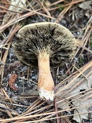 Phylloporopsis boletinoides