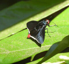 Elbella intersecta