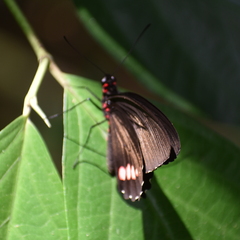 Parides erithalion