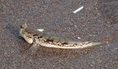 Periophthalmus chrysospilos