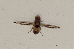 Toxonevra muliebris