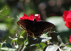 Papilio menatius morelius
