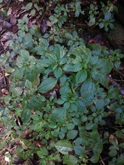 Pilea elliptica