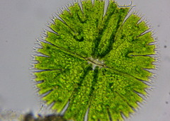 Micrasterias compereana