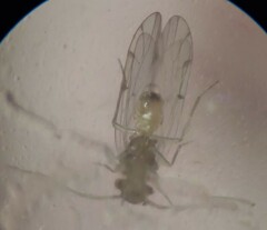 Ectopsocus californicus