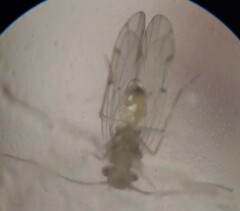 Ectopsocus californicus