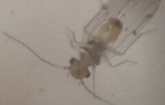 Ectopsocus californicus