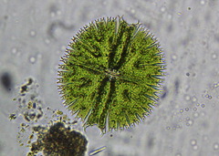 Micrasterias compereana