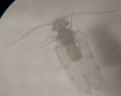 Ectopsocus californicus