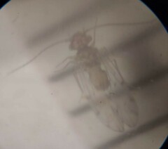 Ectopsocus californicus