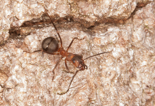 Formica polyctena × rufa