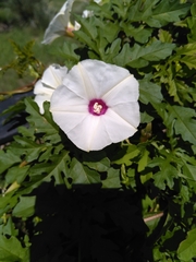 Distimake dissectus dissectus