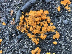 Anthracobia muelleri