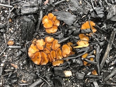 Anthracobia muelleri