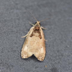 Olethreutes punctanum