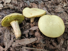 Xerocomus tenax