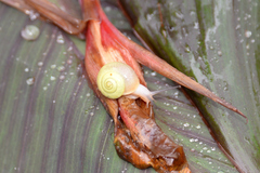 Bradybaena pellucida