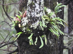 Pleopeltis polylepis