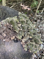 Trametes versicolor