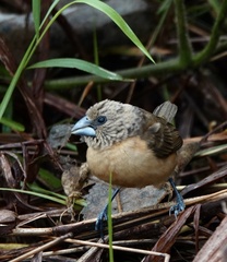 Mayrimunia leucosticta