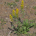 Sticky Goldenrod - Photo (c) Jerry Oldenettel, some rights reserved (CC BY-NC-SA)