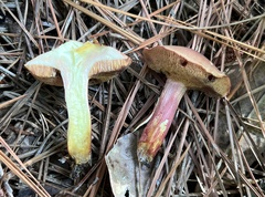 Chalciporus rubinellus