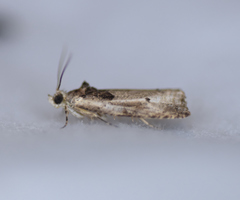 Olethreutes punctanum