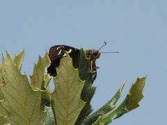 Apyrrothrix