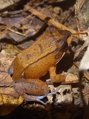 Loreto White-Lipped Frog photo 5