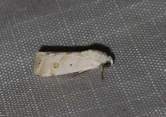 Ponometia hutsoni
