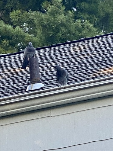 Feral Pigeon photographed in New Jersey