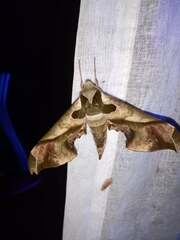 Adhemarius mexicanus