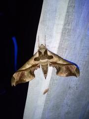 Adhemarius mexicanus