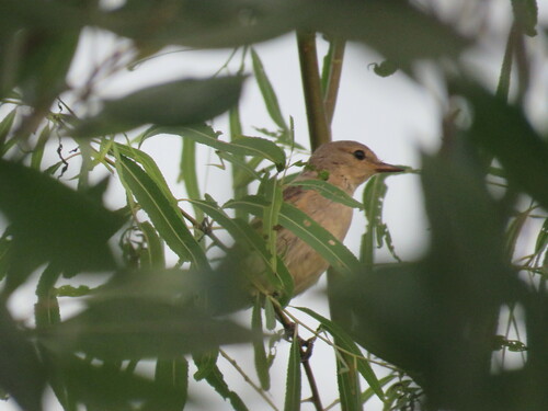 Little Ground Tyrant (Syrtidicola fluviatilis), photo 10