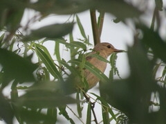 Syrtidicola fluviatilis