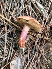 Chalciporus rubinellus
