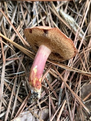 Chalciporus rubinellus
