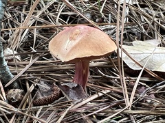 Chalciporus rubinellus