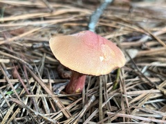 Chalciporus rubinellus