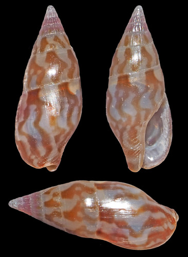 Metanachis marquesa, 2016-11-10