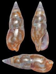 Metanachis marquesa