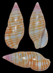 Metanachis marquesa