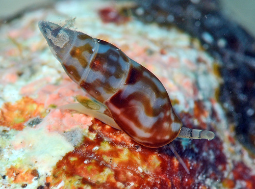 Metanachis marquesa, 2016-10-30